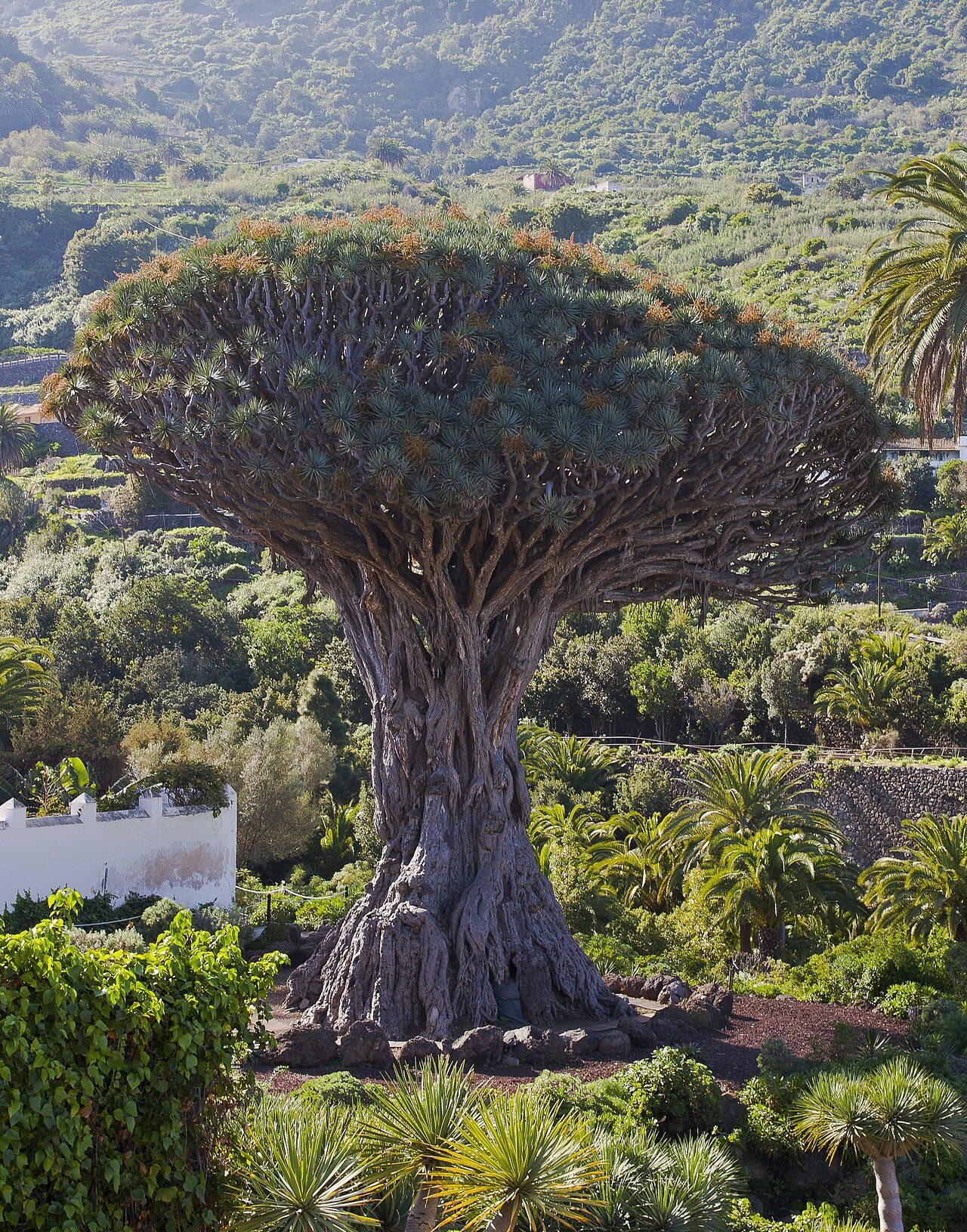 Drago Milenario, der tausendjährige Drachenbaum in Icod de los Vinos