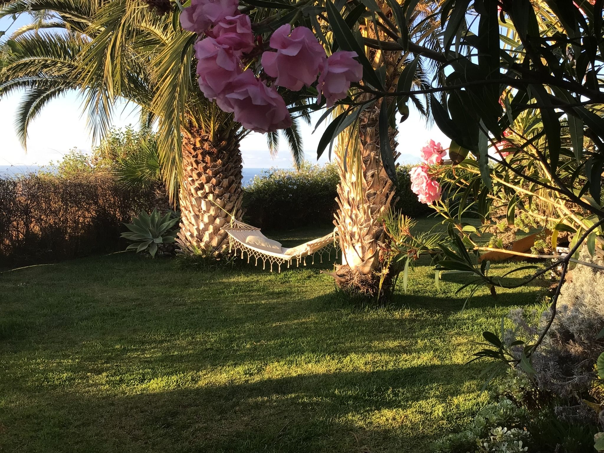 Bellamare: Hängematte zwischen Palmen im Garten, vorn rosa blühender Oleander, im Abendlicht