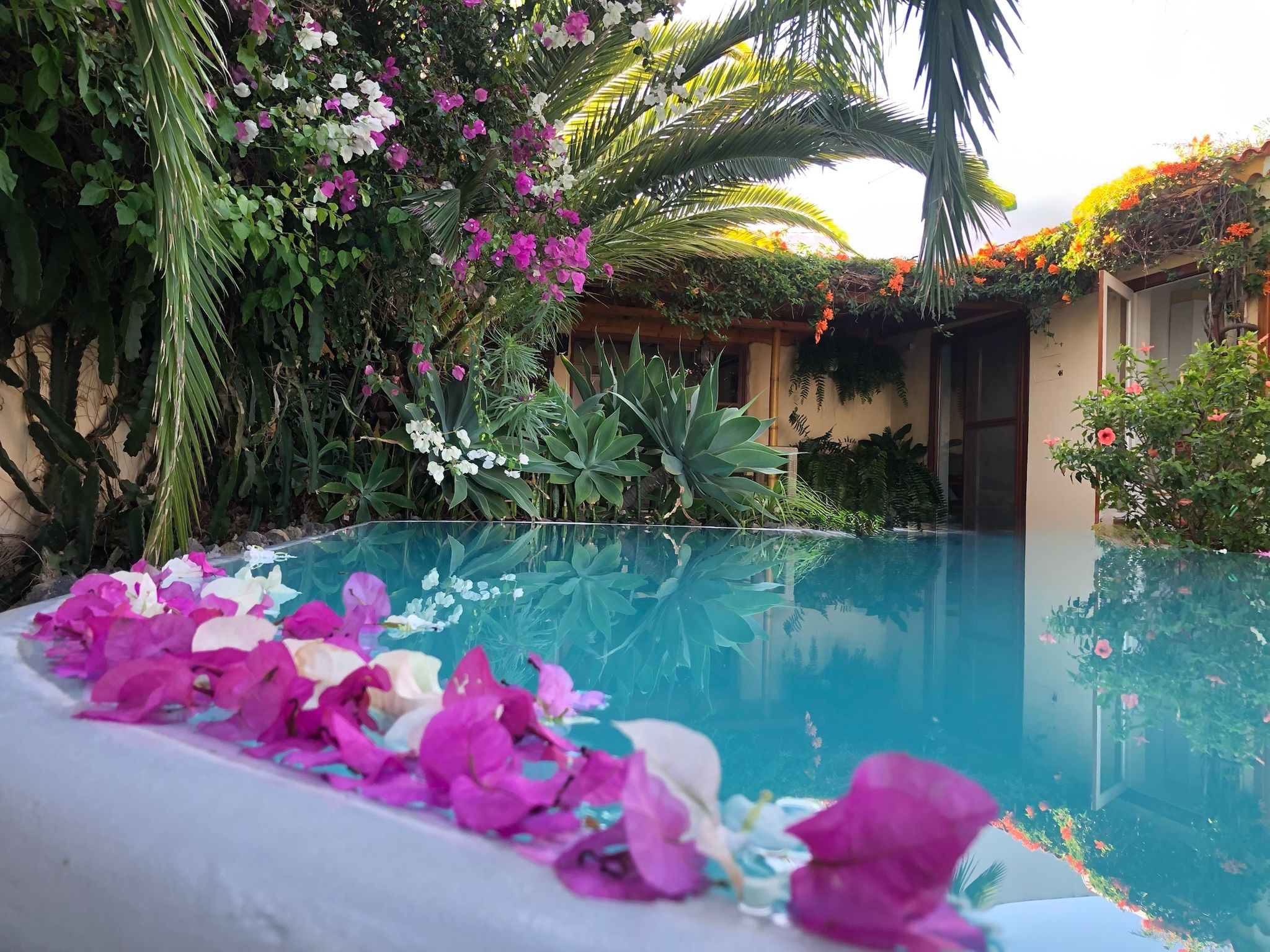 Bellamare: Poolrand mit Bougainvilleablüten, dahinter blühende Pflanzen und das Haus