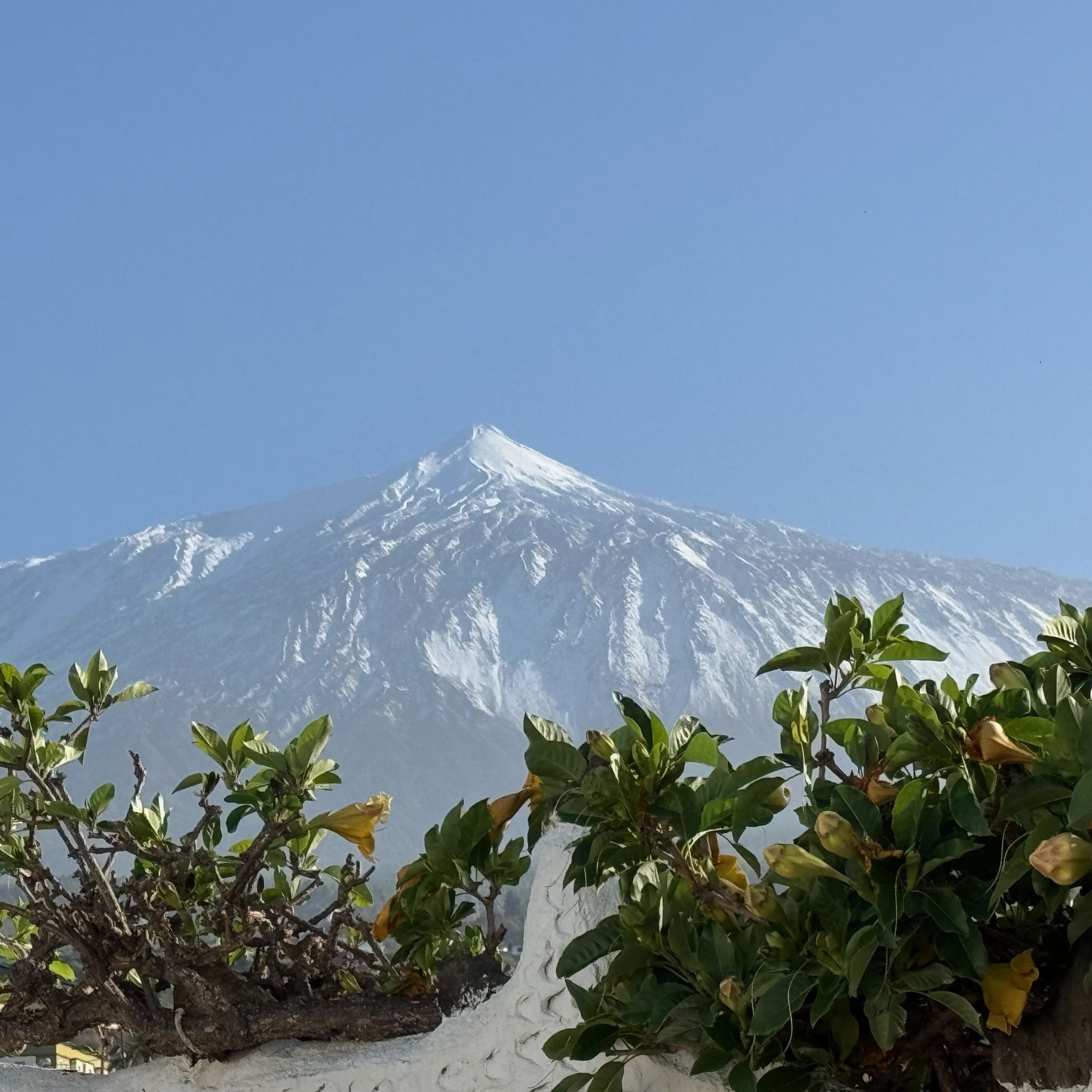 Bellamare: Blick auf den schneebedeckten Teide, im Vordergrund blühende Sträucher auf einer weißen Mauer